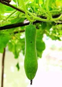 神奇海娜吃瓜,揭秘吃瓜界的神秘力量