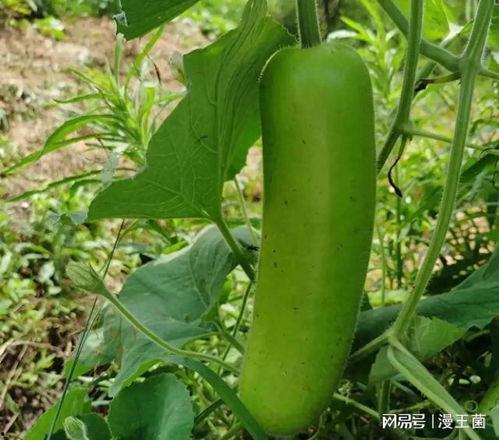 瓠瓜都能怎么吃,探索瓠瓜的多样烹饪方式