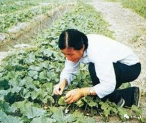 奋战吃瓜现场视频,吃瓜群众激情四溢，奋战瓜界风云录