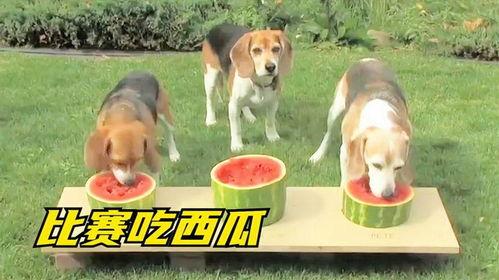 狗子吃瓜搞笑瞬间,萌宠版“笑果”来袭