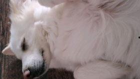 动物吃瓜声,揭秘动物们的“吃瓜”瞬间